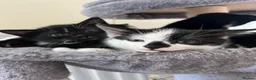 Mixed Breed cats for sale: 1 Beautiful girl Kitten in Great Malvern - Advert 9
