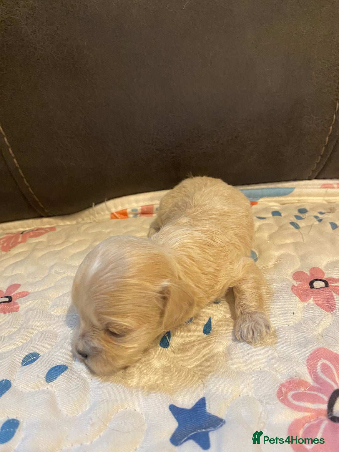 Maltipoo dogs for sale: Adorable Maltipoos Puppies  - Advert 25