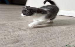 Mixed Breed cats for sale: Stunning mixed breed kittens  - Image 6