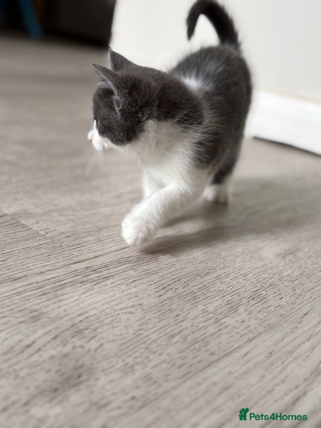 Mixed Breed cats for sale: Stunning mixed breed kittens  - Image 6