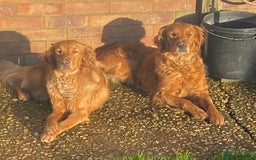 Goldendoodle dogs for sale: F1 Goldendoodle puppies fully heath tested parents - Advert 3