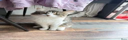 British Longhair cats for sale: Rehoming for Longhair Male Cat  - Advert 10