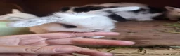 Mini Lop rabbits for sale: Mini lop baby rabbits  in Grimsby - Advert 3