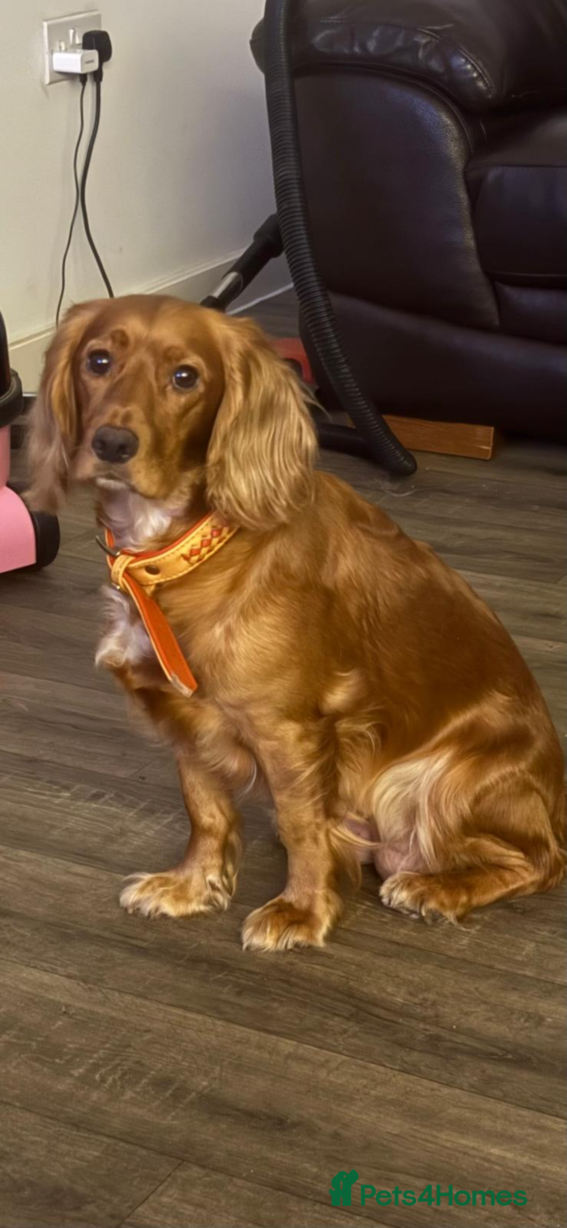 Mixed Breed cats SPROCKER SPANIEL PUPPIES  - Advert 2