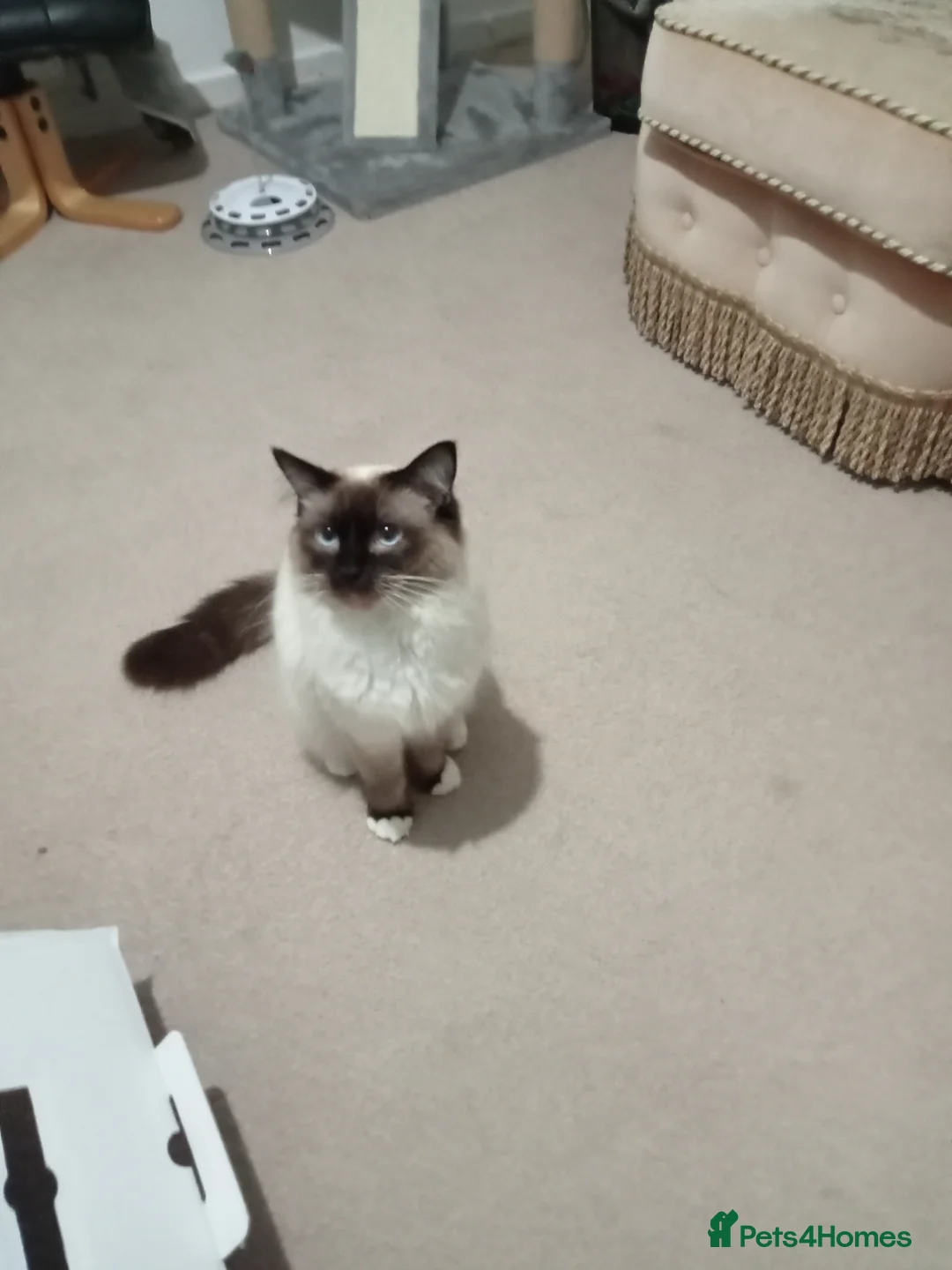 Ragdoll cats for stud: Regdoll  in Kirkcaldy - Advert 5