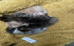 Domestic Shorthair cats for sale: 2 Ginger males 2 calico female 1 tabby female - Image 16