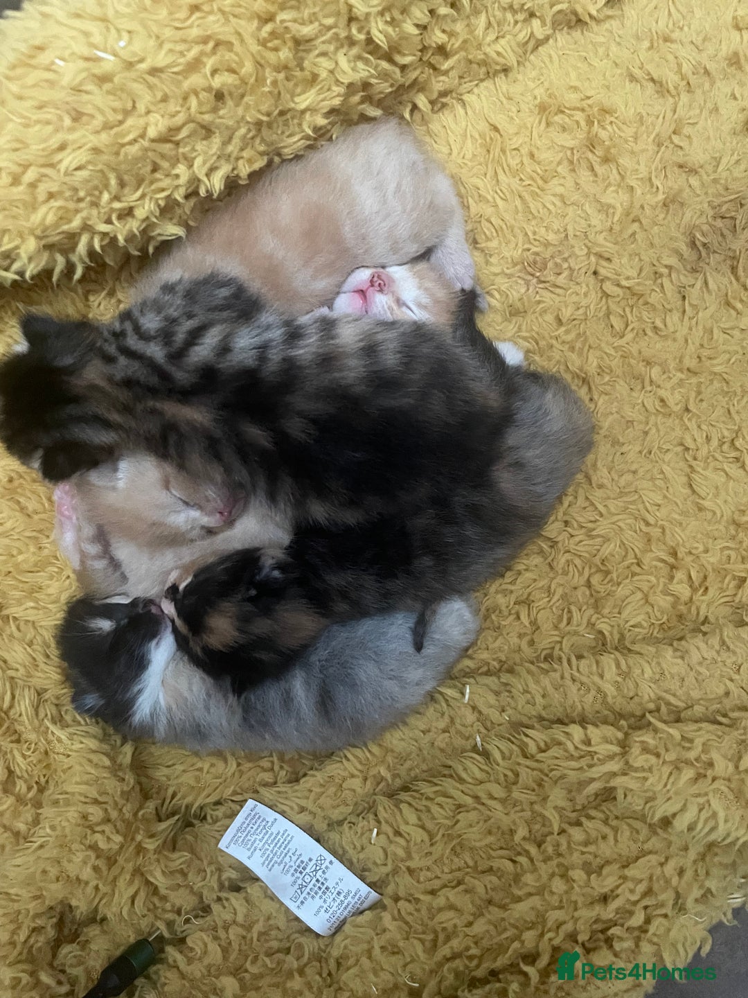 Domestic Shorthair cats for sale: 2 Ginger males 2 calico female 1 tabby female - Image 16