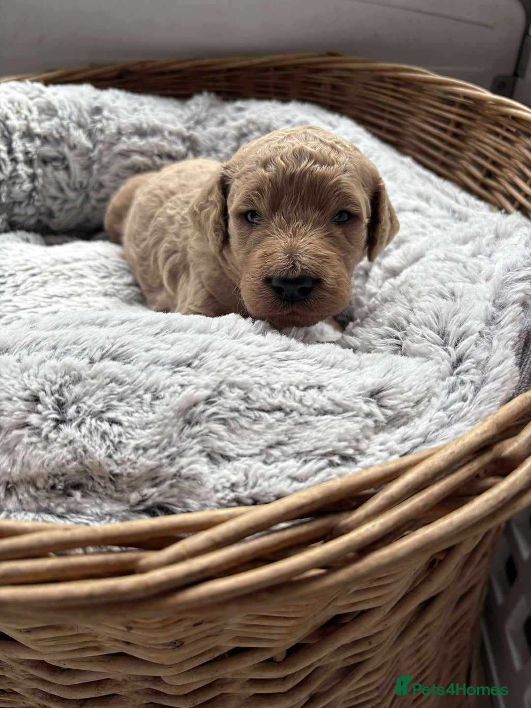 Mixed Breed dogs for sale: Multi generational goldendoodle puppies - Image 20