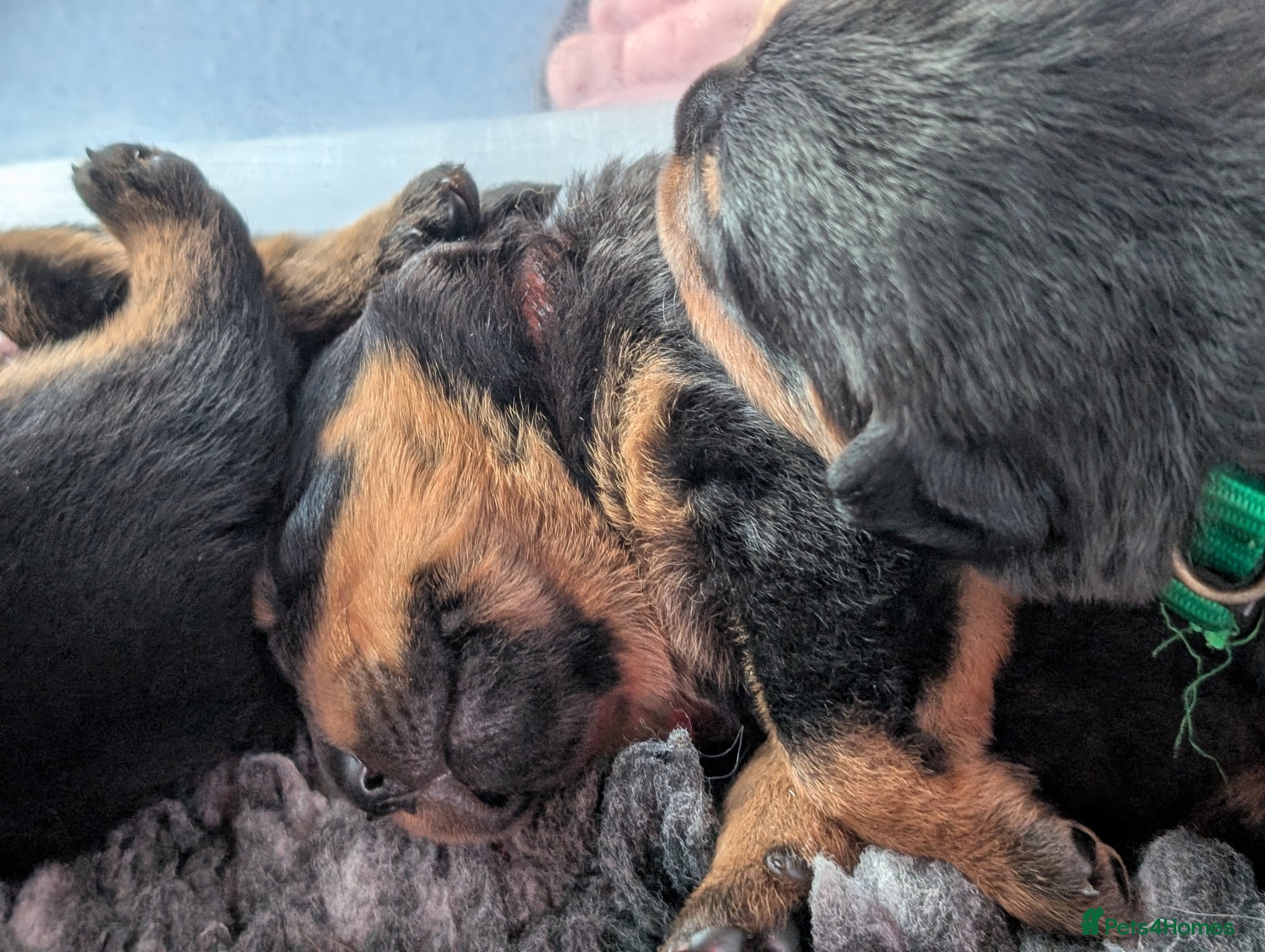 Rottweiler dogs KC Rottweiler puppies  - Advert 13