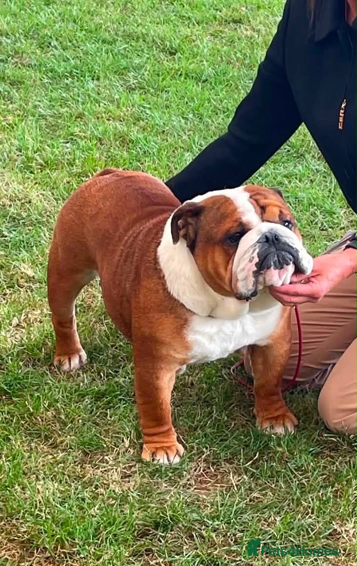 English Bulldog dogs Champion Jackarhys unwritten  - Advert 1