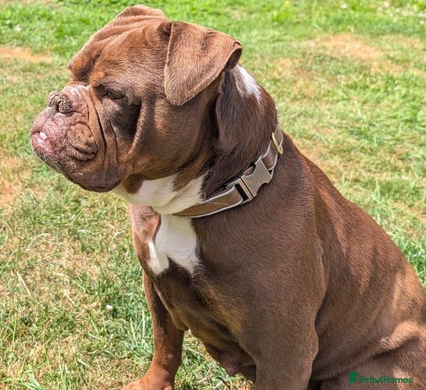 Mixed Breed dogs ❤️KINDER❤️ A LOYAL LOVING GIRL(Old Tyme Bulldog) - Advert 2