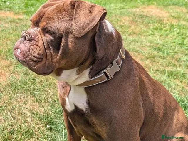 Mixed Breed dogs ❤️KINDER❤️ A LOYAL LOVING GIRL(Old Tyme Bulldog) - Advert 2