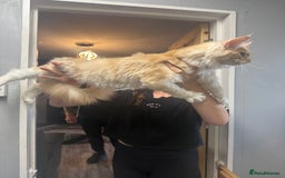 Maine Coon cats for sale: Big girl Maine coon kitten - Image 5
