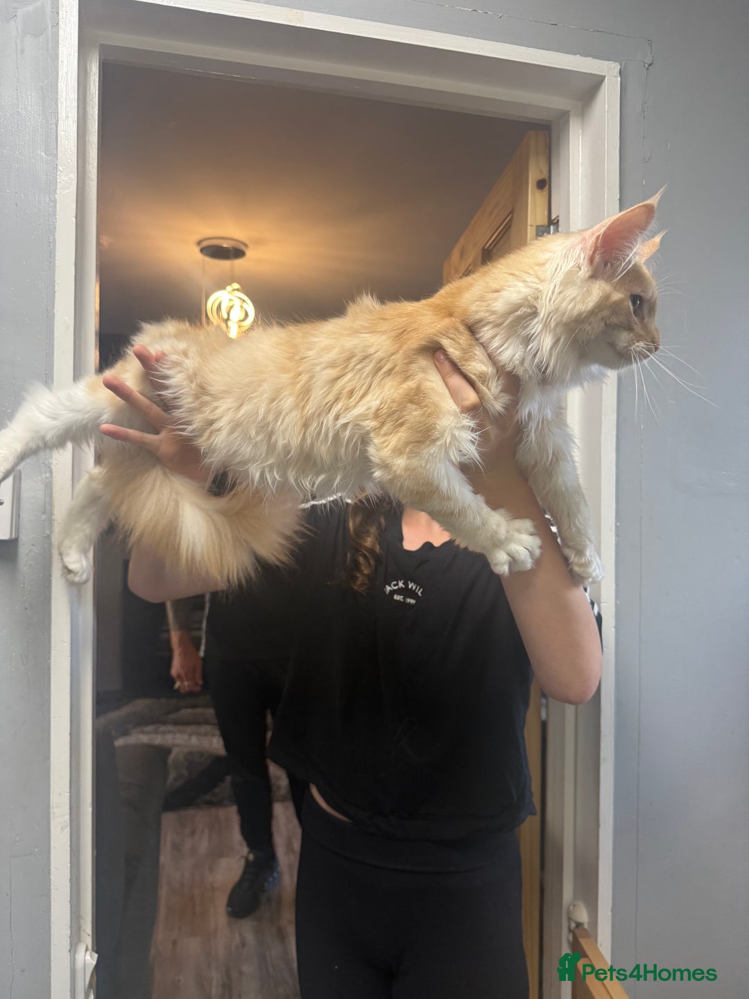 Maine Coon cats for sale: Big girl Maine coon kitten - Image 5