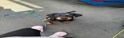 Rottweiler dogs for sale: roxie is looking for a forever in Hinckley - Advert 5