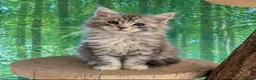 Maine Coon cats for sale: Top quality Maine coon kittens - Advert 10