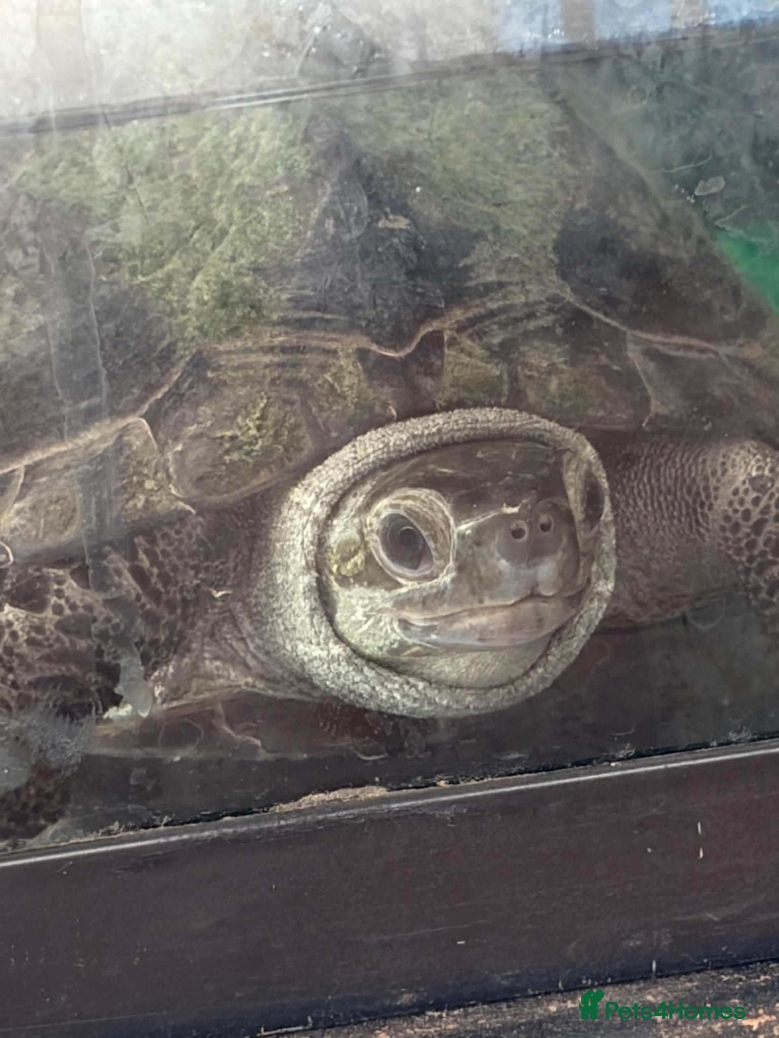 Turtle reptiles Turtle  - Advert 4