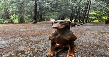 Dobermann dogs - Advert 2