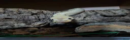 Python Snake reptiles for sale: Female morph ball python - Advert 2