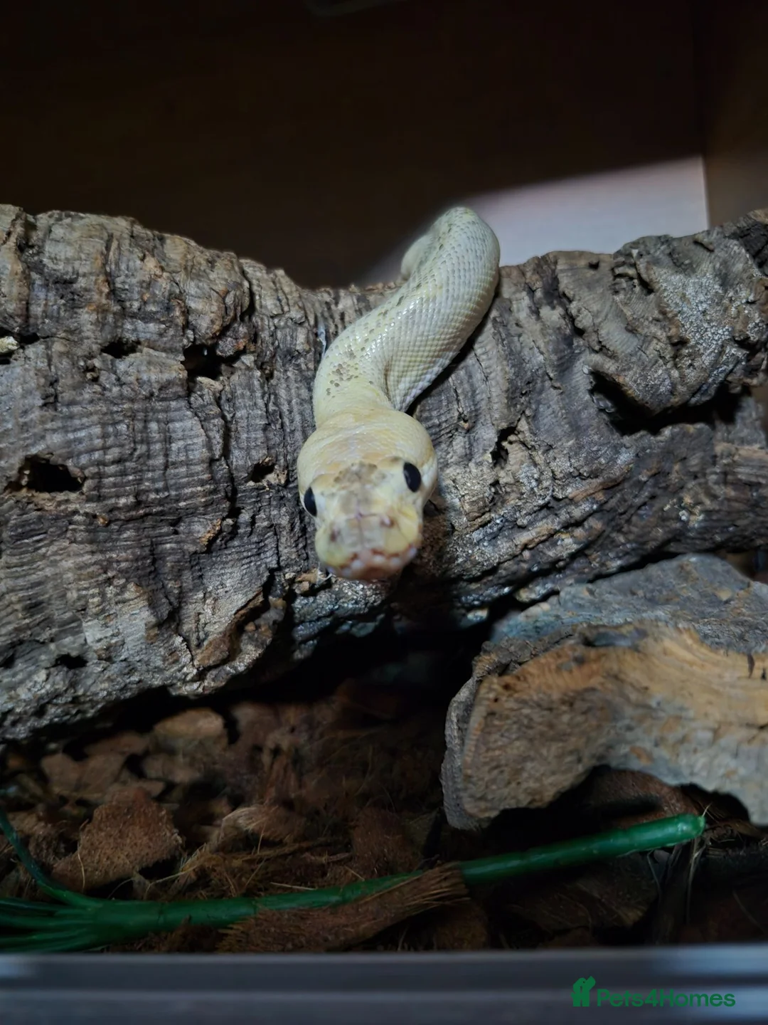 Python Snake reptiles for sale: Female morph ball python - Advert 2