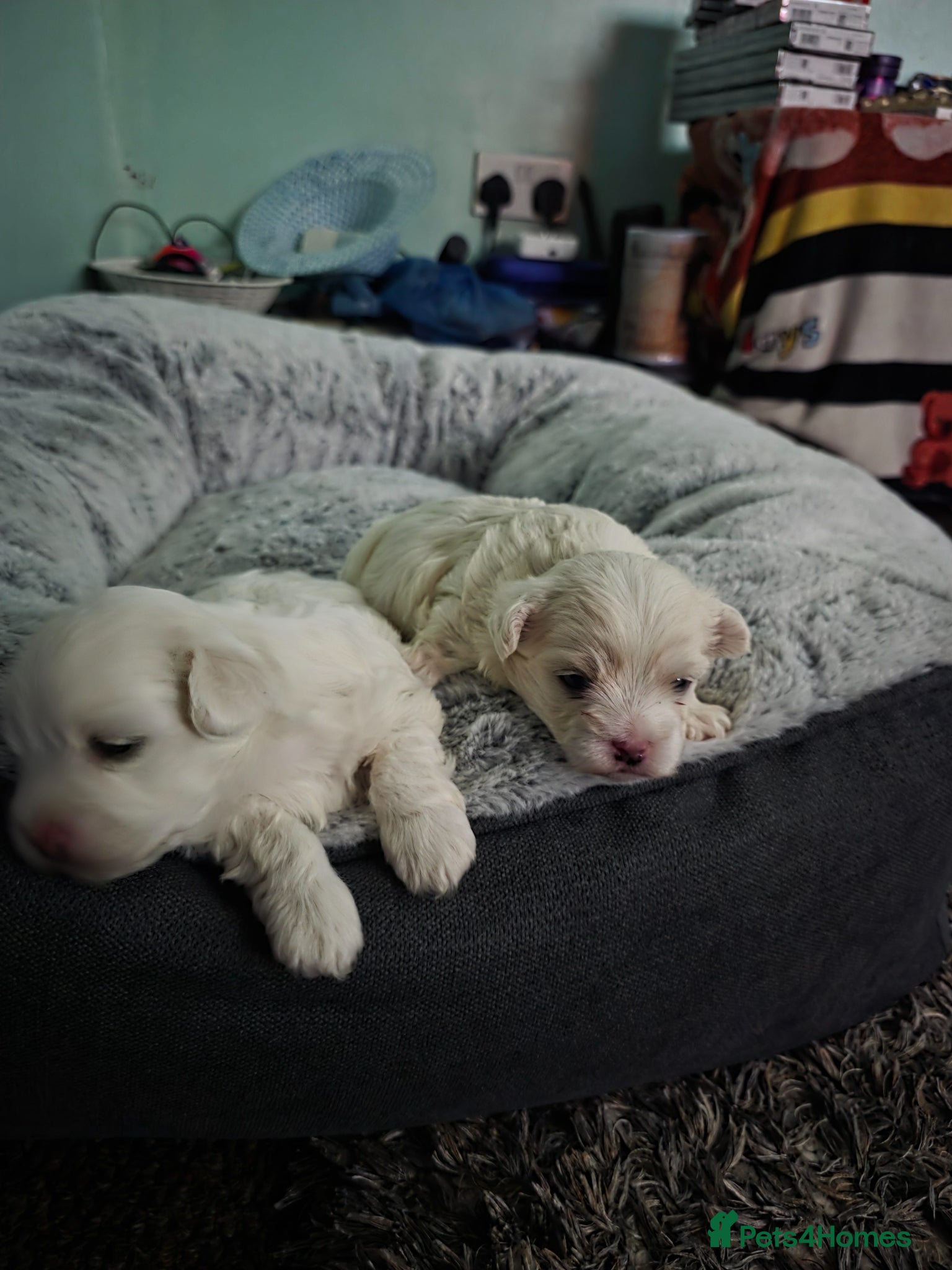 Bichon Frise dogs Small puppy for sale  - Advert 9