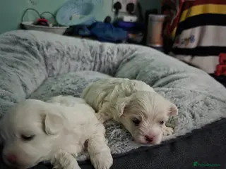 Bichon Frise dogs Small puppy for sale - Advert 9