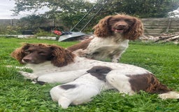 English Springer Spaniel dogs for sale: Working springer bitch - Image 3