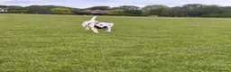 Staffordshire Bull Terrier dogs for sale: Oakley in Worthing - Advert 3