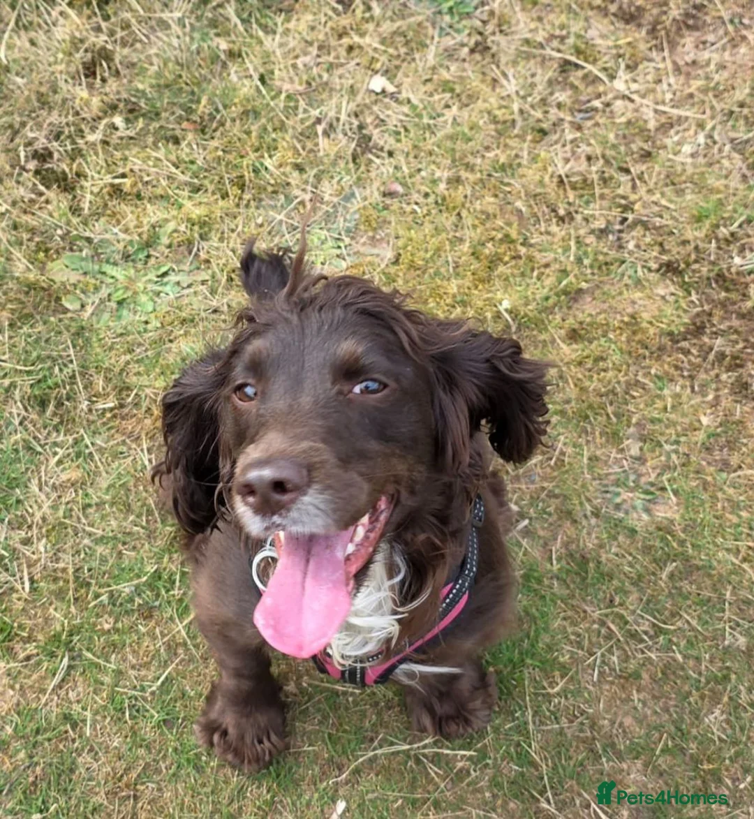 Cocker Spaniel dogs for sale: Beautiful cocker spaniel puppies  in Winsford - Advert 1