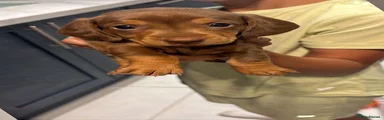 Miniature Dachshund 2