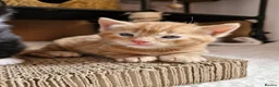 Mixed Breed cats for sale: Playful Cute ginger kittens ready for new homes - Advert 14