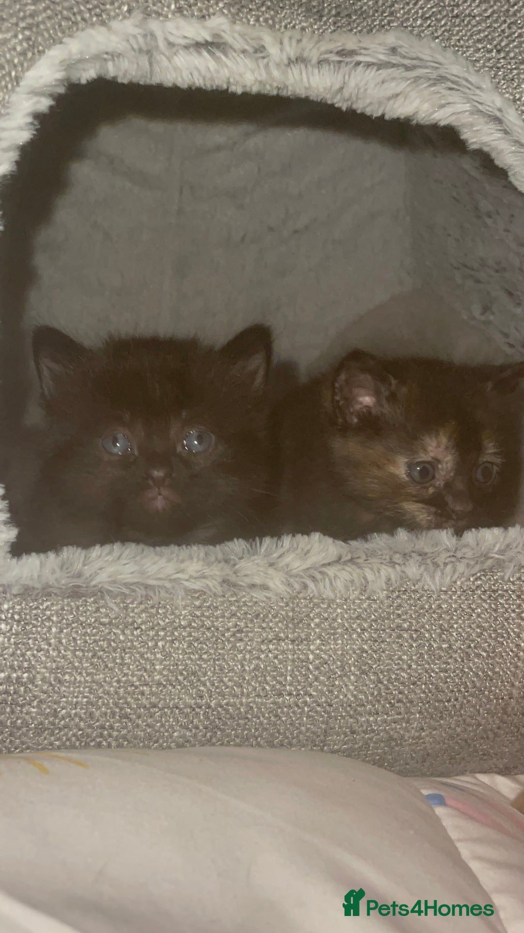 Mixed Breed cats for sale: Gorgeous fluffy kittens - Advert 2