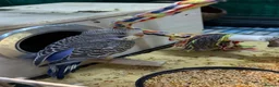 Budgerigars birds for sale: 7 week old purple boy budgies  - Advert 12