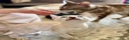 Bengal cats for sale: Beautiful bengal  - Advert 17
