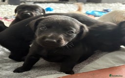 Labrador Retriever dogs for sale: Ready now beautiful Labrador retriever puppies - Image 11