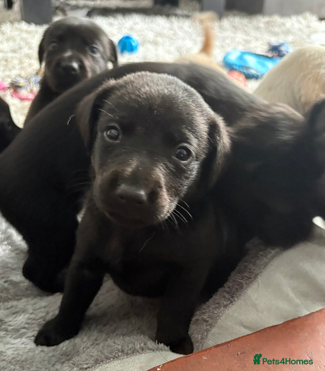 Labrador Retriever dogs for sale: Ready now beautiful Labrador retriever puppies - Image 11