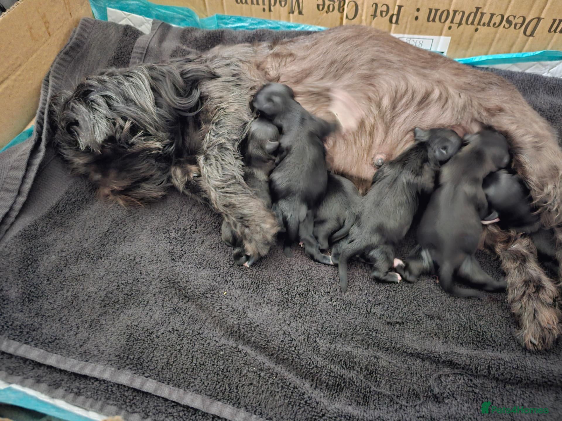 Malshi dogs Beautiful malshi puppies - Advert 6
