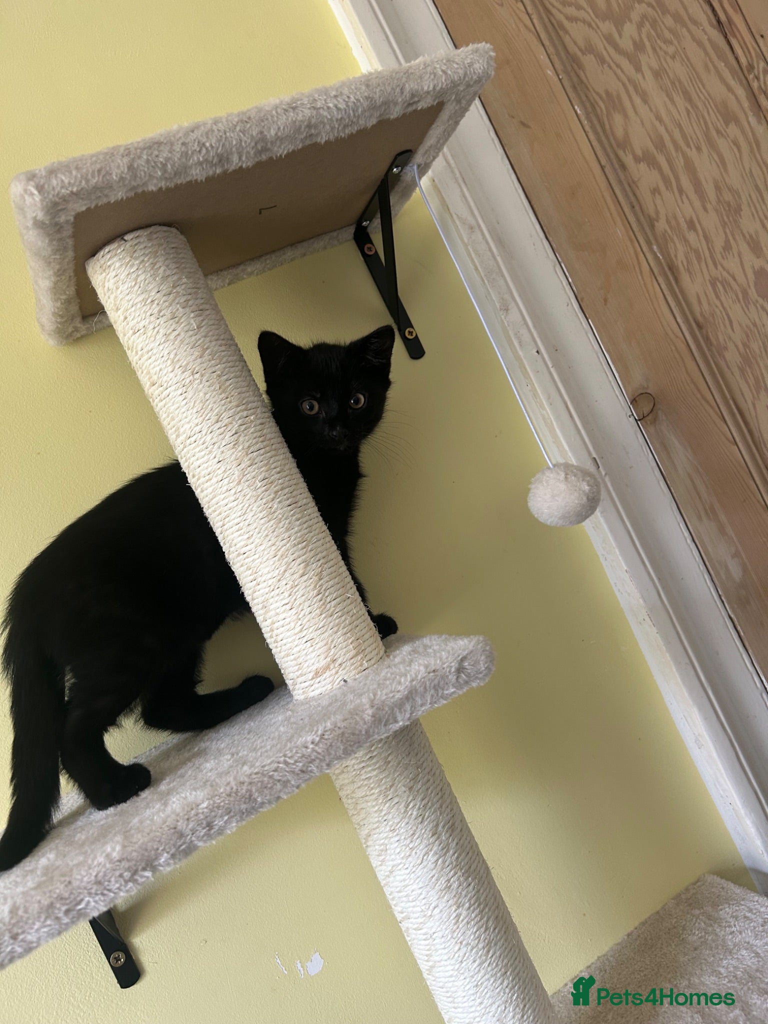 Mixed Breed cats 1 boy ready to find his forever homes 🏡  - Advert 14