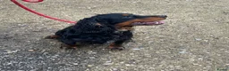 Cocker Spaniel dogs for sale: KC Registered Working Cocker Spaniel Puppies - Advert 11