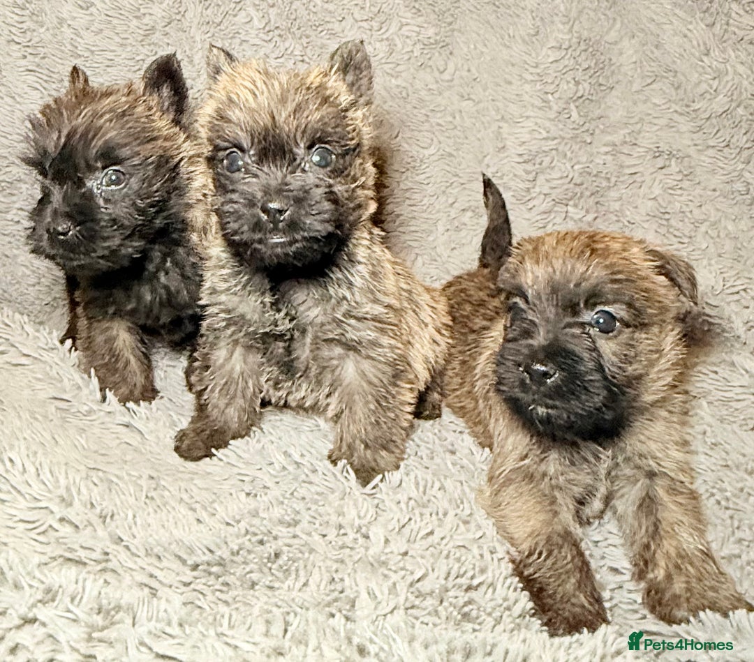 Cairn Terrier dogs for sale: STUNNING cairn terrier babies 🐾 - Advert 5
