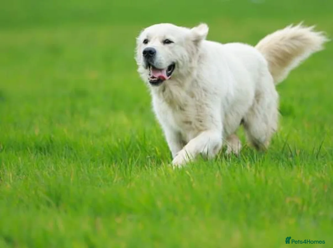 Golden Retriever dogs for stud: Golden retriever stud  in Doncaster - Advert 2