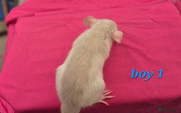 Rat rodents for sale: Male rats available - Image 12