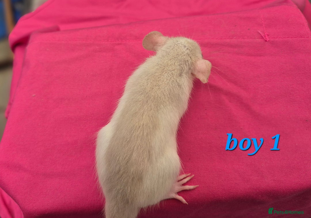 Rat rodents for sale: Male rats available - Image 12