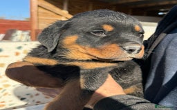 Rottweiler dogs for sale: Stunning chunky Rottweiler puppies - Image 24