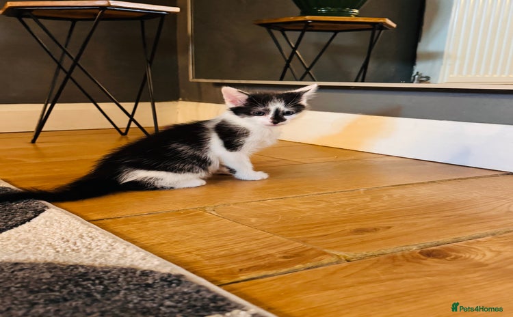 Mixed Breed cats - Advert 8