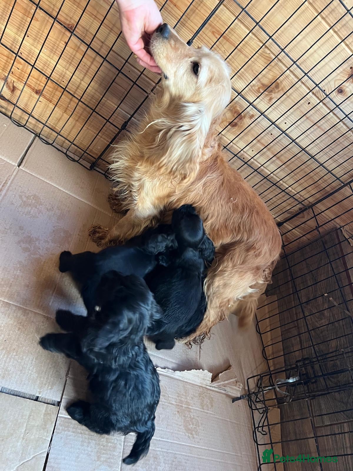 Cockapoo dogs Beautiful cockapoo puppy’s  - Advert 6