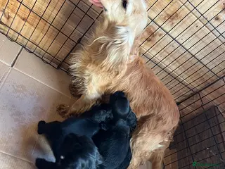 Cockapoo dogs Beautiful cockapoo puppy’s - Advert 6