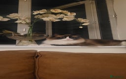Mixed Breed cats for sale: Hella and Loki - Image 2