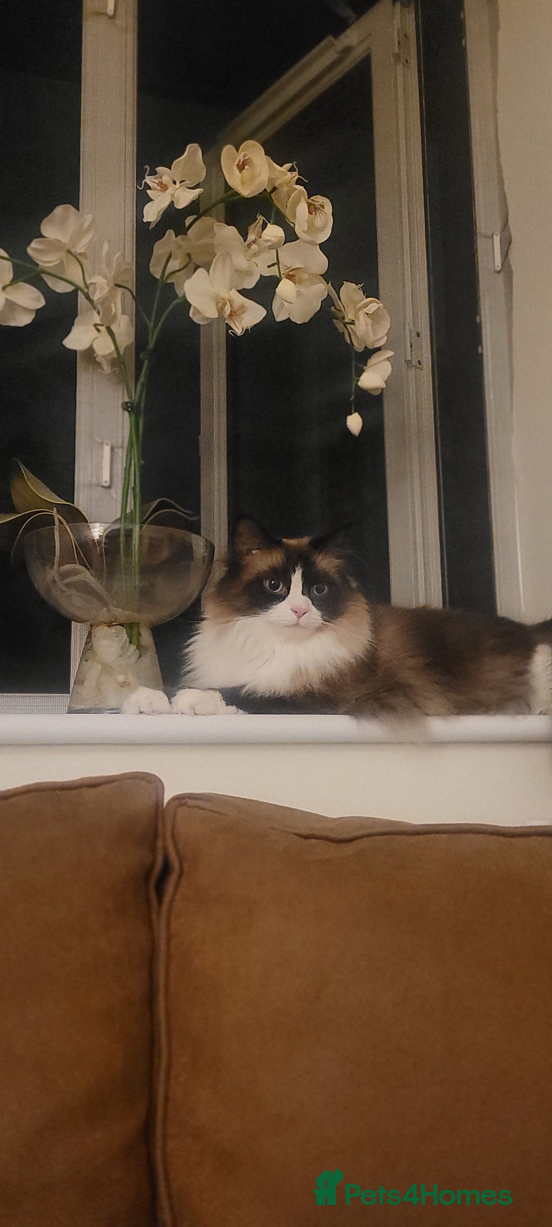 Mixed Breed cats for sale: Hella and Loki - Image 2