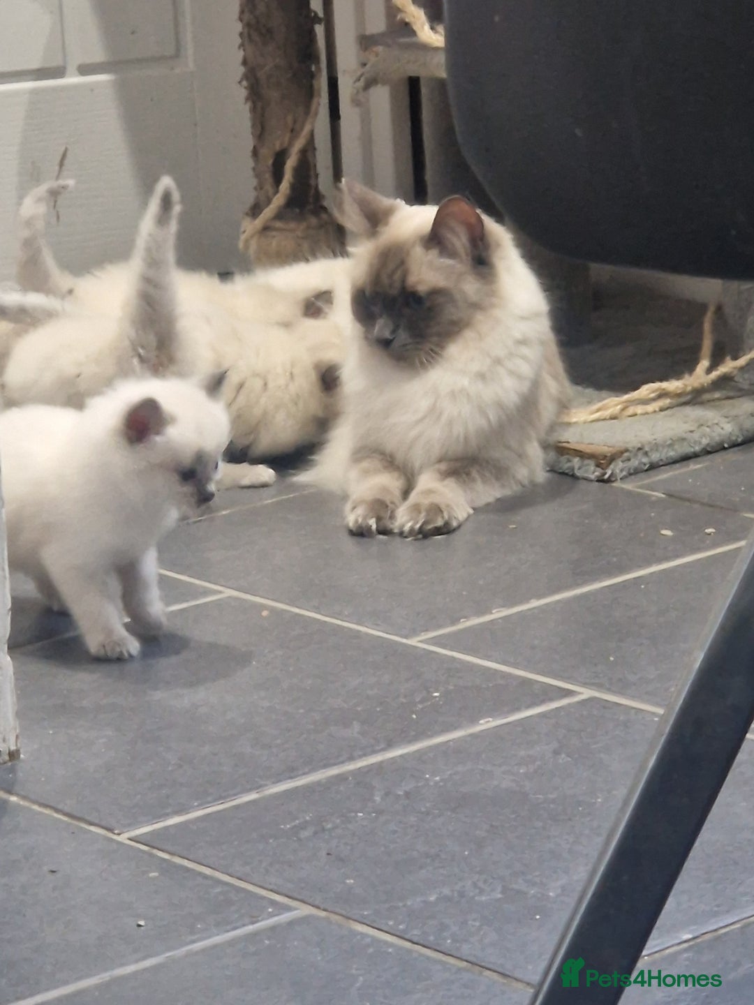 Ragdoll cats for sale: Beautiful Ragdoll kittens - Advert 5